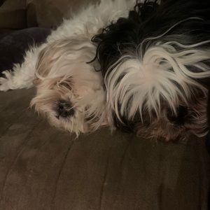 Meet your Posher, Laura